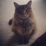 Rosie the cat - one of my regular clients