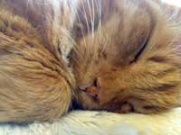 A sleeping ginger cat