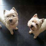 Bert & Dougal are West Highland Terriers waiting excitedly to go walkies