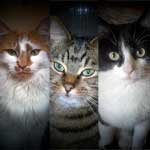 The 3 amigos are a ginger, a tabby and a black & white cat