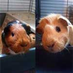 Guinea pigs in their cage