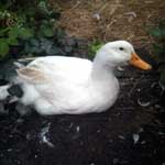 Charlie the duck, resting in the garden