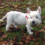 Millie, a West Highland Terrier, is ona lead in the park