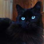 Manis is a black cat, who is lying on the kitchen floor in bathing in the sun