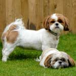 Lexi & Bella a a pair os Shih Tzu dogs. One is standing, while the other is lying on the grass