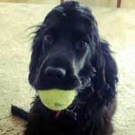 Marty, a black bog, has a tennis ball in his mouth and ready to play